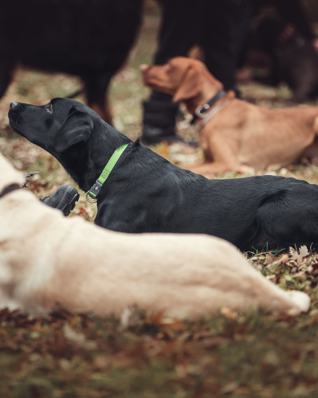 Cours collectifs de chien